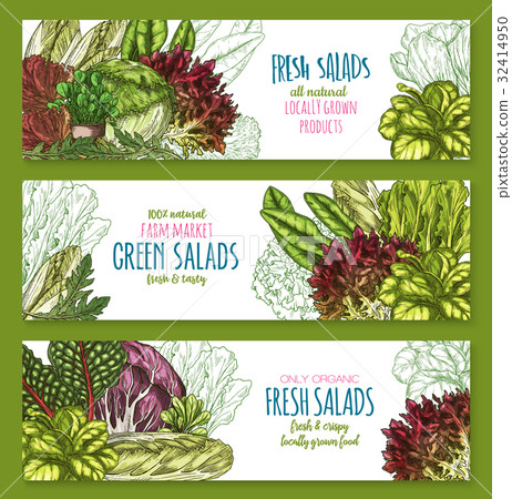 Salads leafy vegetables vector banners set Salads leafy vegetables vector banners set 32414950