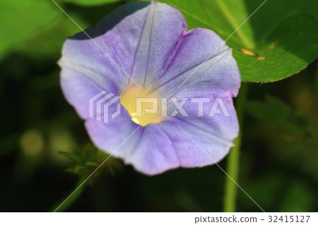 喇叭花 32415127
