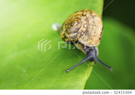 Image of snail on a green leaf. Reptile Animal. 32415304