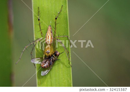 Image of oxyopidae spider going to eat fly. Image of oxyopidae spider going to eat fly. 32415387