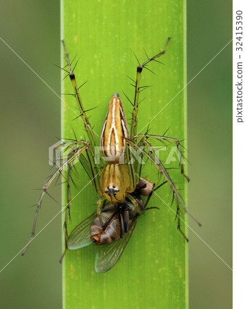 Image of oxyopidae spider going to eat fly. Image of oxyopidae spider going to eat fly. 32415390