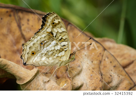 Image of brown butterfly (Satyridae)on dry leaves. Image of brown butterfly (Satyridae)on dry leaves. 32415392