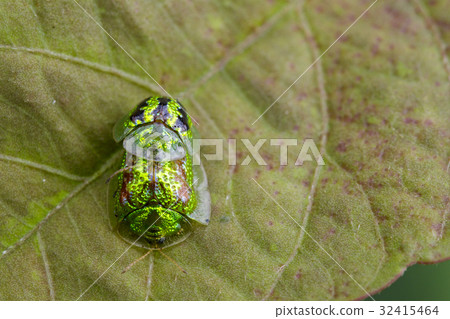 Image of Green turtle beetle (Escarabajo tortuga) Image of Green turtle beetle (Escarabajo tortuga) 32415464