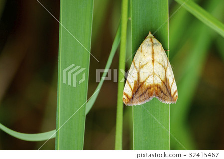 Image of Butterfly Moth (Lasiocampidae). 32415467