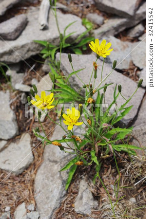 Alpine plant Takanenigana (Takamine cypress) in Shinshu Mikigahara Growing in gravel and rocky gravel of the alpine zone Alpine plant Takanenigana (Takamine cypress) in Shinshu Mikigahara Growing in gravel and rocky gravel of the alpine zone 32415542