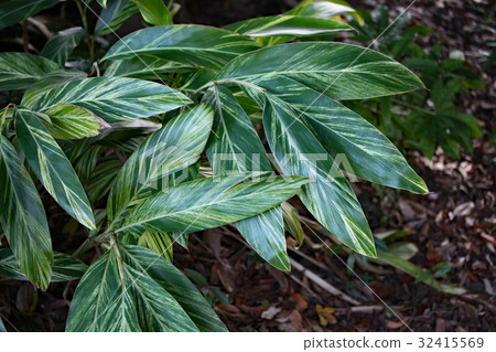 Kifugetto Kifugetto 32415569