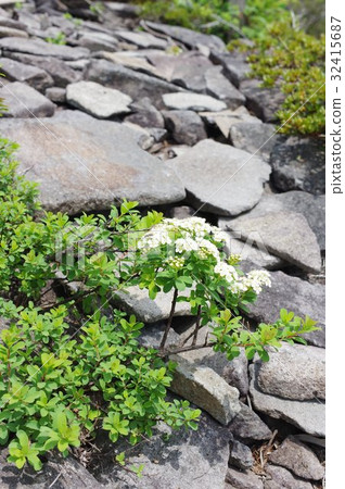Alpine plant Iwashimotsuke (Iwashitano) in Shinshu Mikigahara Indigenous species of Rosaceae growing in the rocky area of Takayama 32415687
