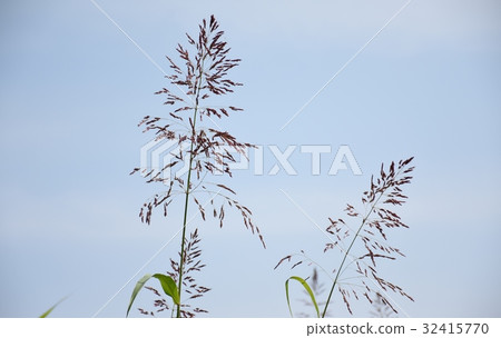 野草 32415770