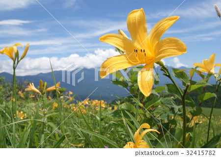 Nikkokishge 32415782