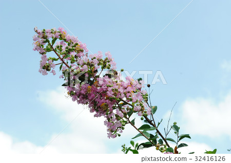 Summer flowers Karasuberi Summer flowers Karasuberi 32416126