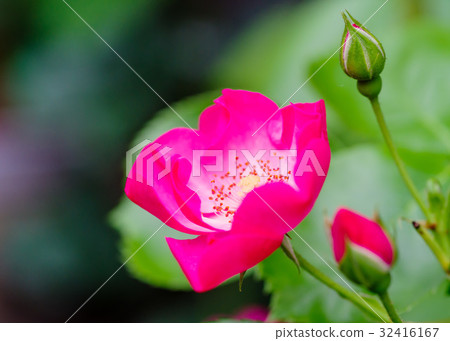 粉紅色的玫瑰 粉紅色的玫瑰 32416167