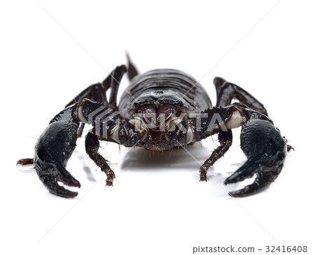 Scorpion isolated on the white background Scorpion isolated on the white background 32416408