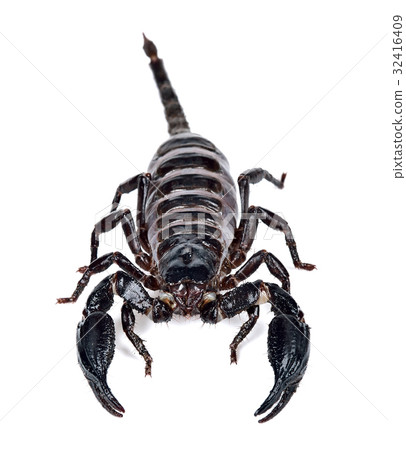 Scorpion isolated on the white background 32416409