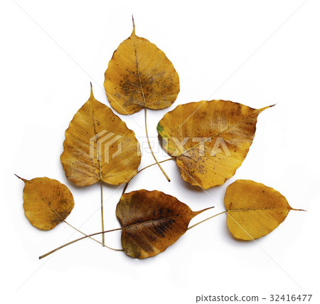 Yellow Golden Pipal Yellow Golden Pipal 32416477