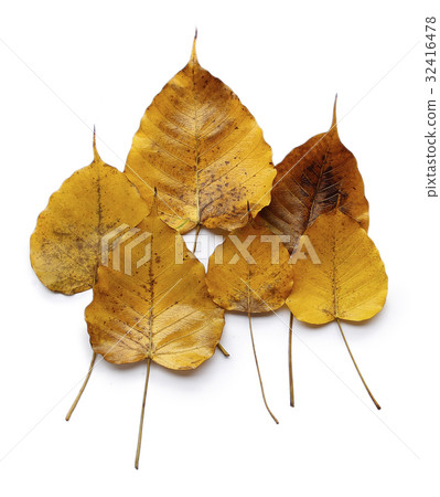 Yellow Golden Pipal 32416478
