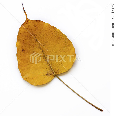 Yellow Golden Pipal Yellow Golden Pipal 32416479