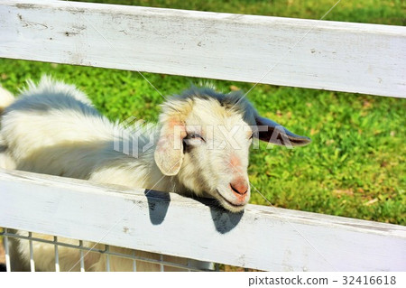 Cute white goat Cute white goat 32416618