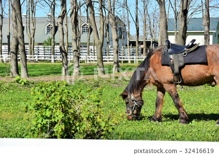 牧場馬 牧場馬 32416619