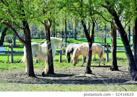 牧場馬 牧場馬 32416620