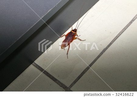 Cockroach pest crawling on ceramic floor Cockroach pest crawling on ceramic floor 32416622