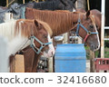 Two horses 32416680