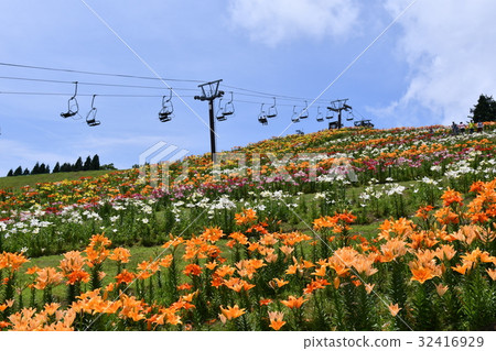 Biwako Tateyama Lily Park Biwako Tateyama Lily Park 32416929