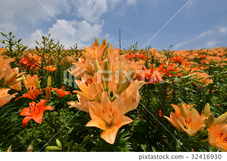 Biwako Tateyama Lily Park Biwako Tateyama Lily Park 32416930
