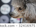 Poodle profile 32416975