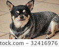 Staring Chihuahua 32416976