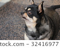 Chihuahua looking up 32416977