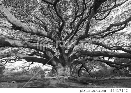Giant tree on ground 32417142