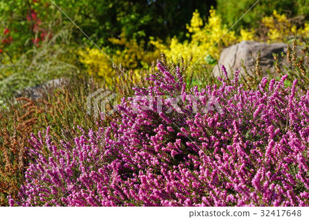 Beautiful Erica Darrensis of rock garden 32417648