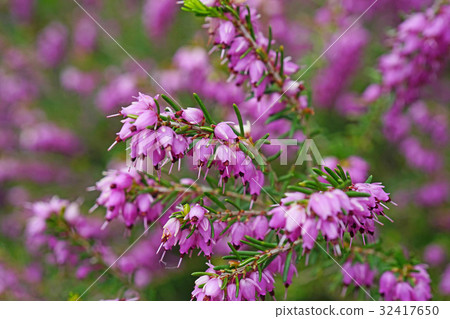 Beautiful Erica Darrensis of rock garden Beautiful Erica Darrensis of rock garden 32417650