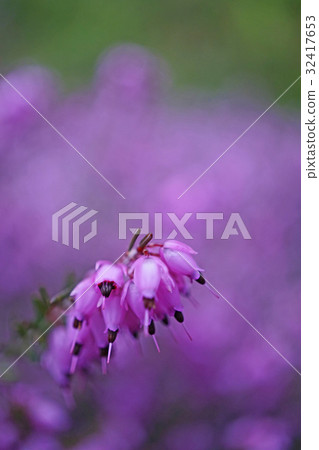 Beautiful Erika Darrensis Beautiful Erika Darrensis 32417653