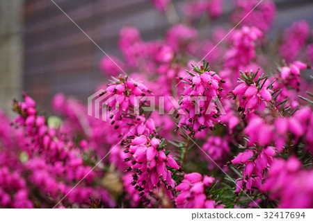 Cute and beautiful Erika Darrensis 32417694