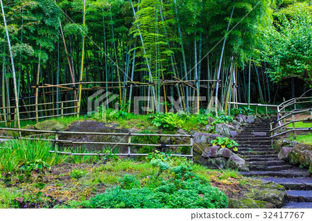 Sengoken Gangnan bamboo grove Sengoken Gangnan bamboo grove 32417767