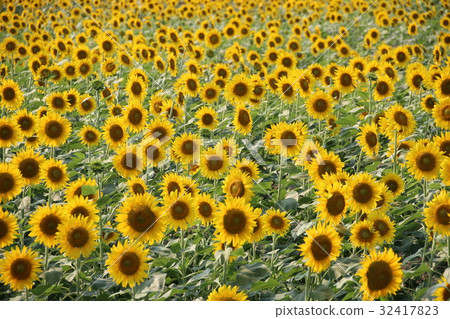 向日葵田（紮馬市） 32417823