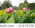 蓮花 32418236