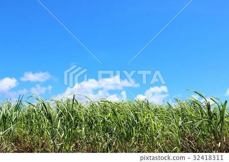 Okinawa Haterumajima Sugarcane field scenery Okinawa Haterumajima Sugarcane field scenery 32418311