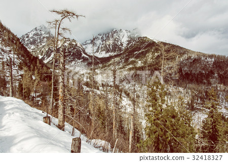 Spruce forest after natural disaster in Tatras 32418327