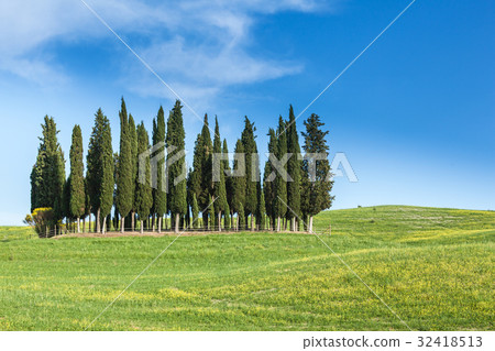 Landscape with group of cypresses, Tuscany Landscape with group of cypresses, Tuscany 32418513
