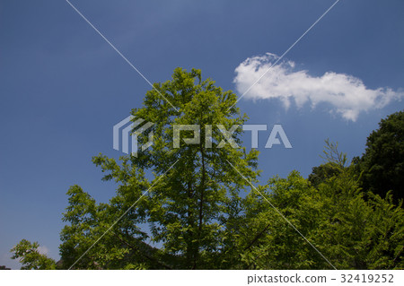 清新的綠色和藍天（福山英語花園） 32419252