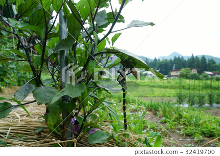 Emergence of Onyangma 32419700