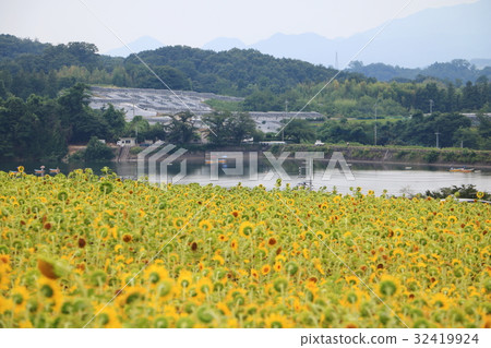 Sunyo Lake Sunflower Field（群馬縣富岡市） 32419924