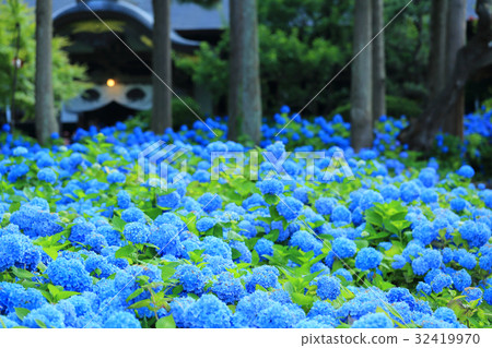 Hydrangea scenery Hydrangea scenery 32419970