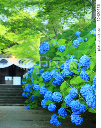 Hydrangea scenery Hydrangea scenery 32420686