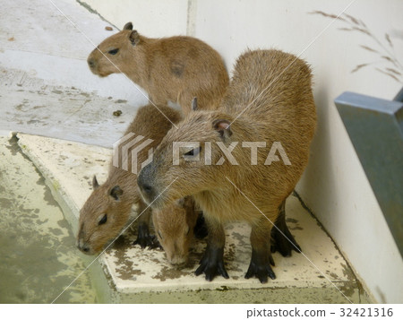 Capybara父母和孩子 32421316