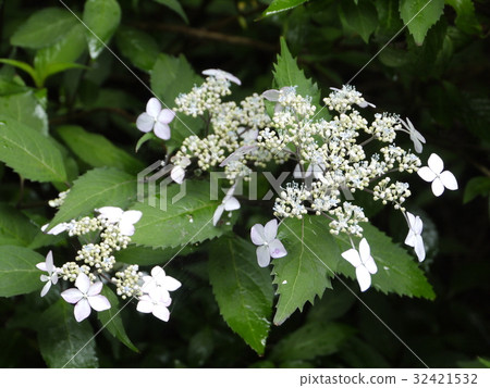 繡球花（紅劍） 32421532