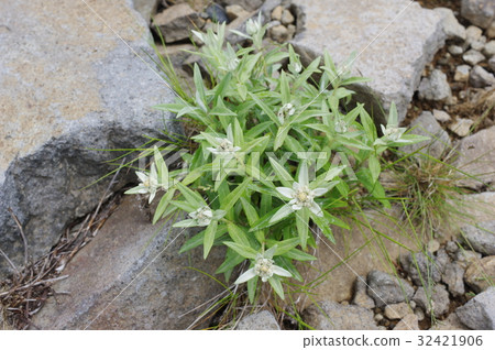 Alpine plants of Shinju Mikagahara Minneus Uyukiwa Faint flower blooming Japanese edition of Edelweiss Alpine plants of Shinju Mikagahara Minneus Uyukiwa Faint flower blooming Japanese edition of Edelweiss 32421906