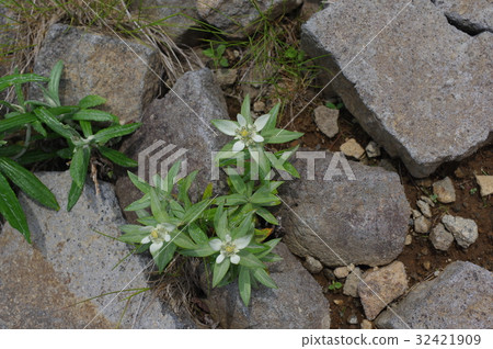 Shinju Mikagahara Minneus Uyukiwa的高山植物微弱的花開花日本版Edelweiss 32421909